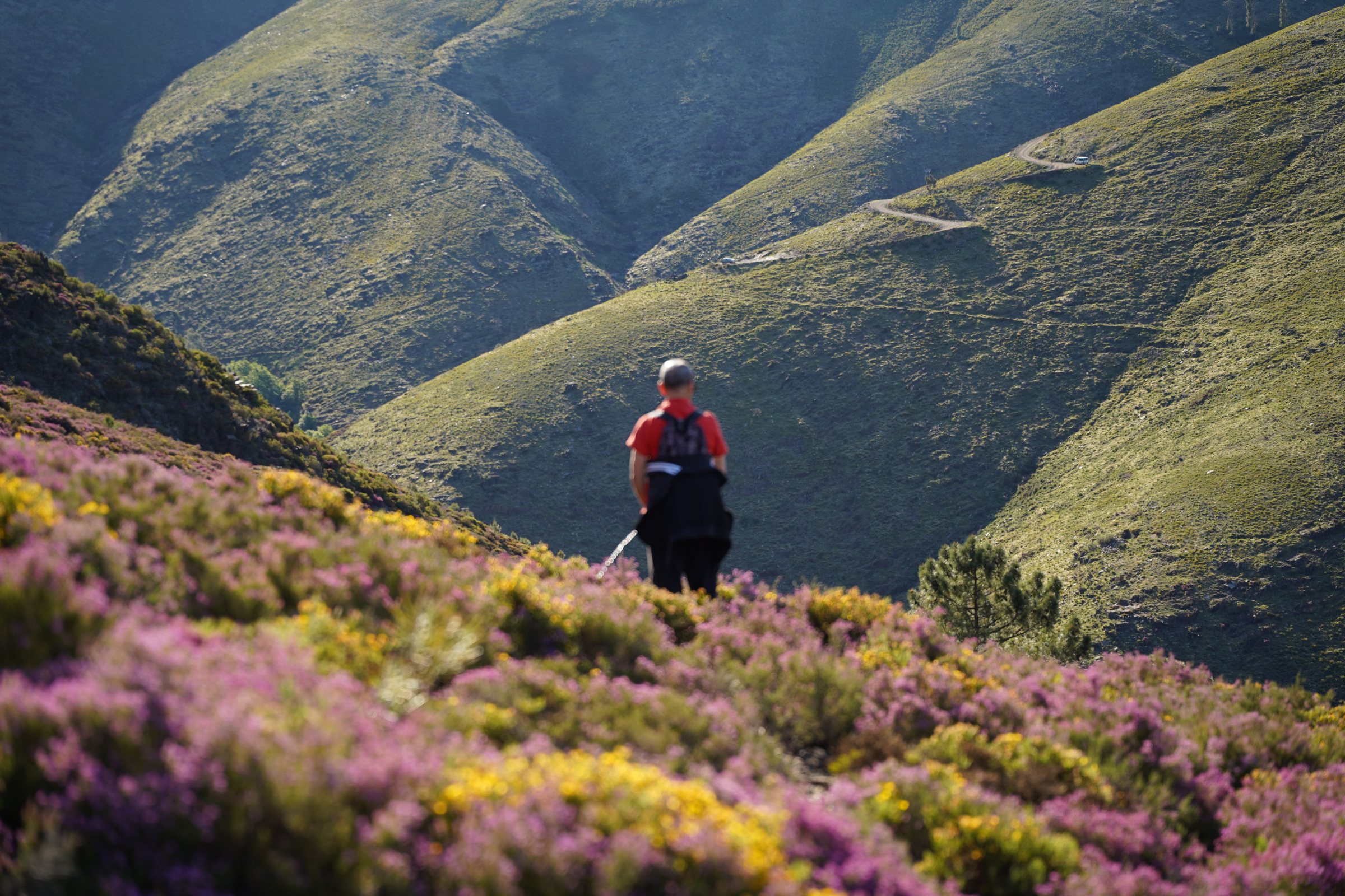 A hiker pausing on a hillside of purple heather, looking out across green valleys in low morning light.
